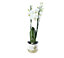 Orchidée blanche 3 tiges avec pot 12 cm