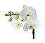 Orchidée blanche 3 tiges avec pot 12 cm