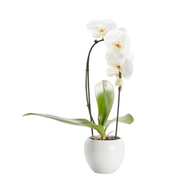 Orchidée Blanche & Pot