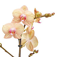 Orchidée papillon 1 tige, 12cm, Assortiment
