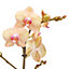 Orchidée papillon 1 tige, 12cm, Assortiment