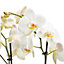 Orchidée papillon 2 tiges, 12cm, Assortiment