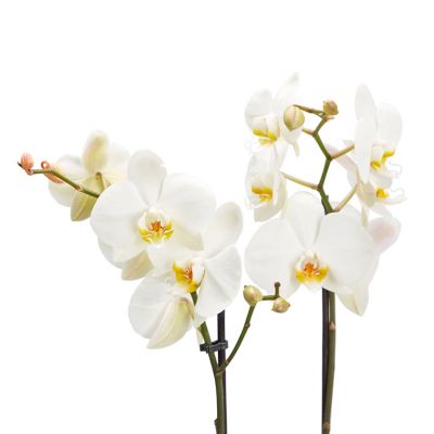 Orchidée de Botanicly – Orchidée papillon blanc – Hauteur: 50 cm