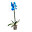 Orchidée papillon bleue 1 tige, 12cm
