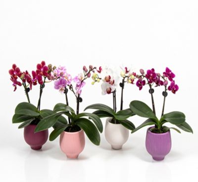 Orchidée Phalaenopsis en pot céramique Ø6 cm
