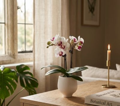 Orchidée Phalaenopsis en pot céramique Ø6 cm