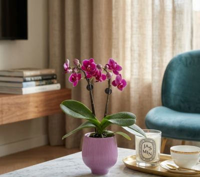 Orchidée Phalaenopsis en pot céramique Ø6 cm