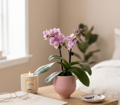 Orchidée Phalaenopsis en pot céramique Ø6 cm