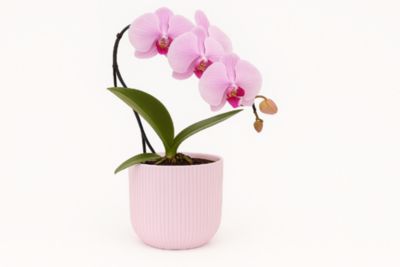 Orchidée Phalaenopsis en pot céramique Ø8 cm