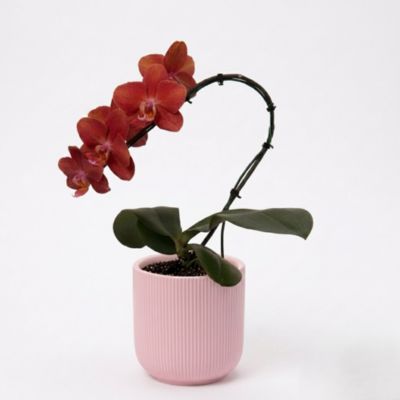 Orchidée Phalaenopsis en pot céramique Ø8 cm