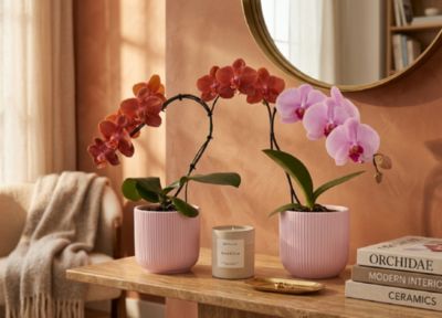 Orchidée Phalaenopsis en pot céramique Ø8 cm