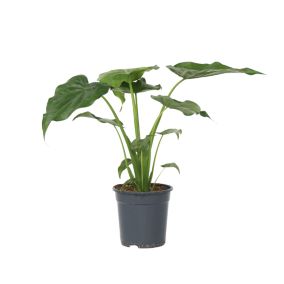 Oreille d'Éléphant - Alocasia 'Cucullata' - Hauteur 70-80 cm - Pot 19 cm