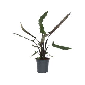 Oreille d'Éléphant - Alocasia 'Lauterbachiana' - Hauteur 80-90 cm - Pot 19 cm