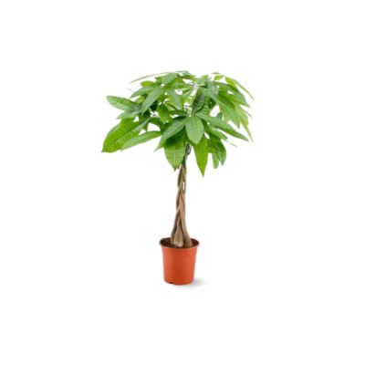 Pachira aquatica - plante d'intérieur - peu d'entretien - hauteur 70-80 cm - diamètre 17 cm - money tree