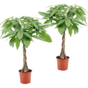 Pachira Aquatica - Set de 2 - 'Arbre à argent' - Pot 17cm - Hauteur 60-70cm