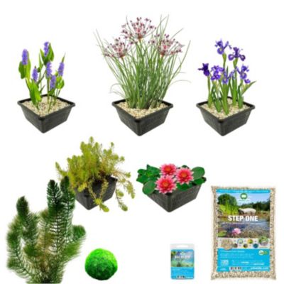 Pack Bassin Rouge 100-400L - Nénuphar Rouge & Oxygénantes Berge Bio ...