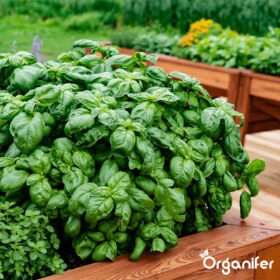 Pack de Semences d'Herbes - 22 Variétés Culinaire - Organifer