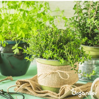 Pack de Semences d'Herbes - 22 Variétés Culinaire - Organifer