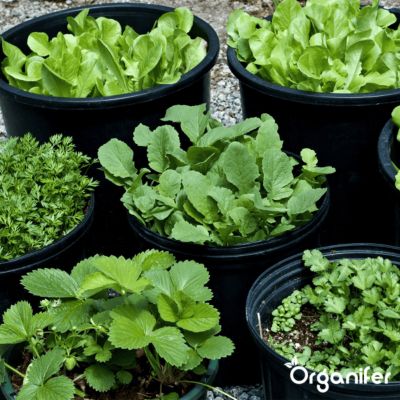 Pack de Semences d'Herbes - 22 Variétés Culinaire - Organifer