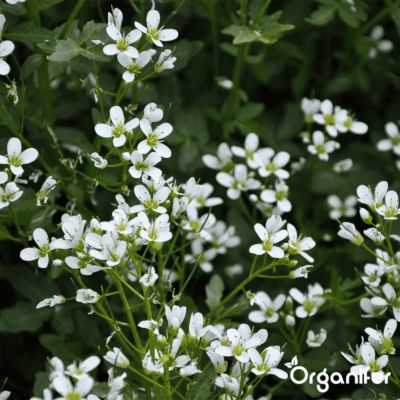 Pack de Semences d'Herbes - 22 Variétés Culinaire - Organifer