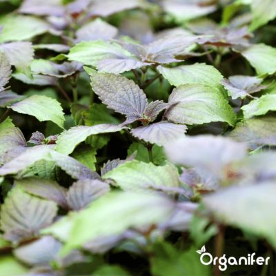 Pack de Semences d'Herbes - 22 Variétés Culinaire - Organifer
