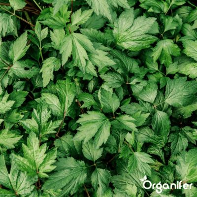 Pack de Semences d'Herbes - 22 Variétés Culinaire - Organifer