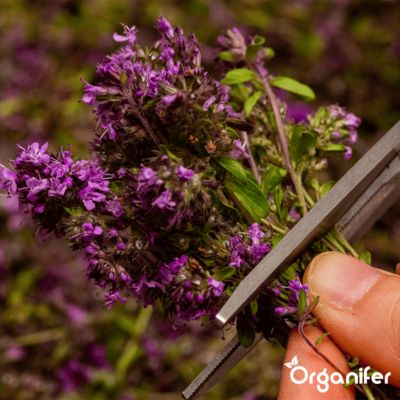 Pack de Semences d'Herbes - 22 Variétés Culinaire - Organifer