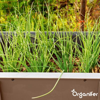 Pack de Semences de Herbes - 12 Variétés Essentielles - Organifer