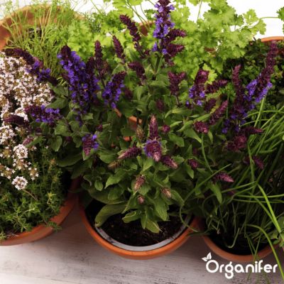 Pack de Semences de Herbes - 12 Variétés Essentielles - Organifer
