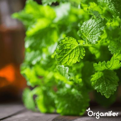 Pack de Semences de Herbes - 12 Variétés Essentielles - Organifer