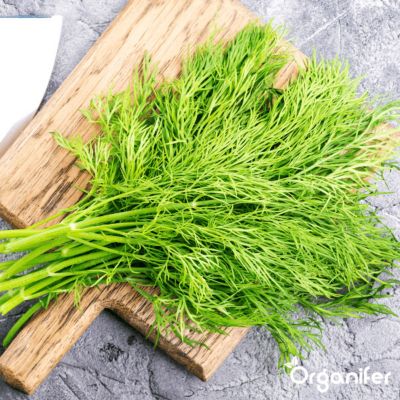 Pack de Semences de Herbes - 12 Variétés Essentielles - Organifer