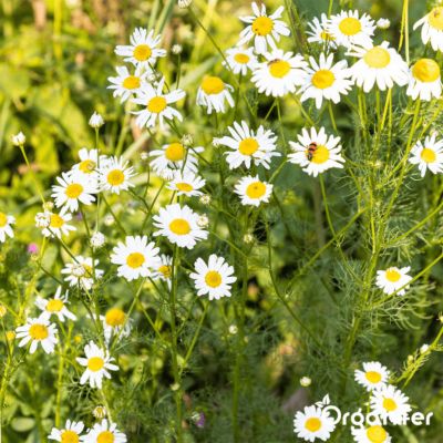 Pack de Semences de Herbes - 12 Variétés Essentielles - Organifer