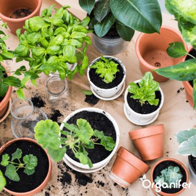 Pack de Semences de Herbes - 12 Variétés Essentielles - Organifer