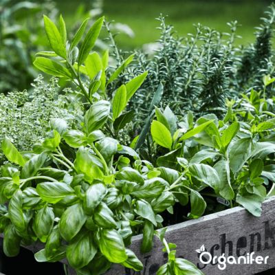Pack de Semences de Herbes - 12 Variétés Essentielles - Organifer