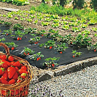 Paillage fraises 1,40 x 10 m