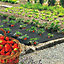 Paillage fraises 1,40 x 10 m