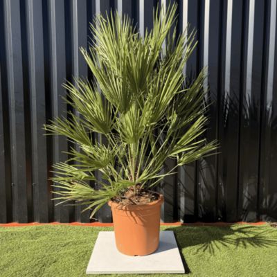 Palmier Chamaerops Humilis, H.160 Cm Pot 30 Litres