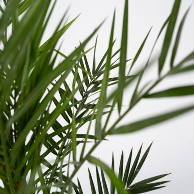 Tropictrees Phönix canariensis | Hauteur 300cm | Palmier dattier | Résistant au froid | Palmier phénix | Plante verte extérieure | dattier des Canaries | palmier exterieur