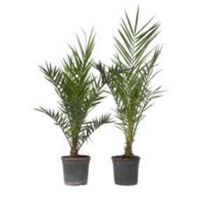 Palmier Dattier nain - Set de 2 - Phoenix canariensis - Hauteur 80-100cm - Pot 19cm