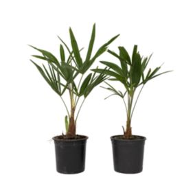 Palmier de Chine - Set de 2 - Trachycarpus Fortunei - Hauteur 35-45cm - Pot 15cm