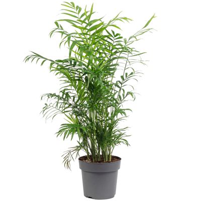 Palmier de montagne - plante d'intérieur facile d'entretien, Chamaedorea elegans - hauteur env. 70 cm, pot-diam. 17 cm