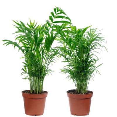 Palmier de montagne - plante d'intérieur facile d'entretien, Chamaedorea elegans - hauteur env. 70 cm, pot-diam. 17 cm
