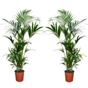 Palmier Kentia - Set de 2 - Howea Forsteriana - Pot 18cm - Hauteur 90-100cm