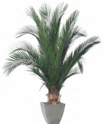 Palmier Naturel Stabilisé  Phoenix - Palmier Stabilisé - Palmier d'Intérieur - 200 cm