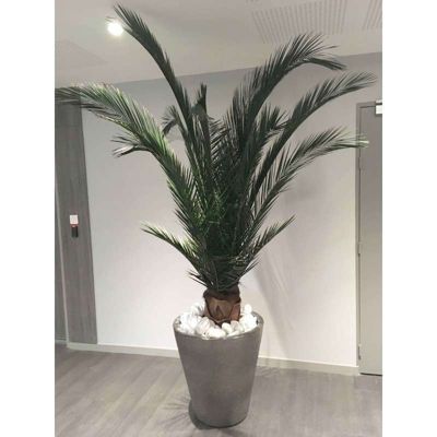 Palmier Naturel Stabilisé  Phoenix - Palmier Stabilisé - Palmier d'Intérieur - 200 cm