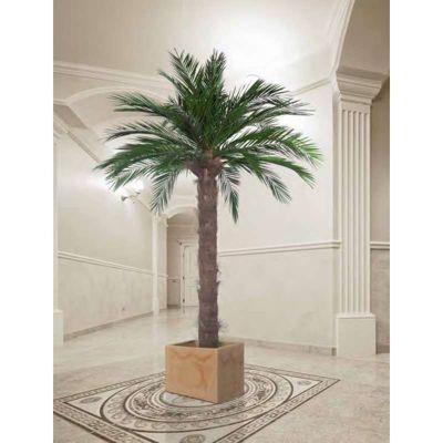Palmier Phoenix Naturel Stabilisé - Palmier Stabilisé - Palmier d'Intérieur - 180 cm