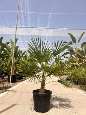 Palmier trachycarpus fortunei Def Papelard