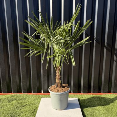 Palmier Trachycarpus Fortunei Tronc De 15/20 Cm, H.100 Cm Pot 15 Litres