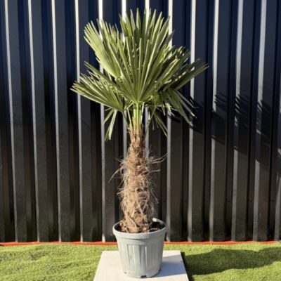 Palmier Trachycarpus Fortunei Tronc De 30/40 Cm, H.140 Cm Pot 20 Litres