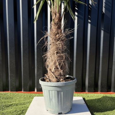 Palmier Trachycarpus Fortunei Tronc De 30/40 Cm, H.140 Cm Pot 20 Litres